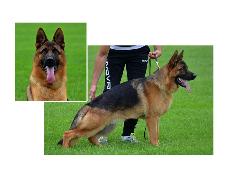 Ryley male Page